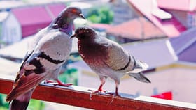 పక్షులకు హాని చేయకుండా ఇంటిని శుభ్రంగా ఉంచుకోండిలా!