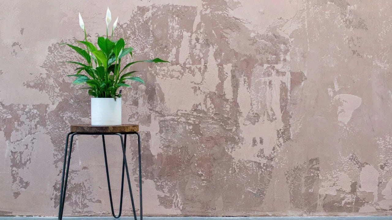 ఇంట్లో పచ్చదనం తీసుకురావడానికి ఇంటీరియర్ ప్లాంట్స్‌ను పెంచడం చాలా మంది ఇష్టపడతారు. కానీ, కొన్ని సాధారణంగా పెంచే మొక్కలు, చూడటానికి అందంగా ఉన్నప్పటికీ.. తీవ్ర ఆరోగ్య సమస్యలకు కారణమయ్యే అవకాశం ఉంది. ఇది ముఖ్యంగా చిన్న పిల్లలు, పెంపుడు జంతువులు ఉన్న ఇంటర్లకు శ్రద్ధ వహించాల్సిన అంశం. ఇలాంటి సమస్యలను నివారించడానికి, ఇంటీరియర్ ప్లాంట్స్ కొనుగోలు చేసేటప్పుడు అవి సురక్షితంగా ఉన్నాయని నిర్ధారించడం అత్యంత ముఖ్యం. 
ఇంటీరియర్ ప్లాంట్స్ అందంగా, గాలి శుద్ధి చేసే ప్రయోజనాలు ఉన్నప్పటికీ.. వాటి విషపూరిత లక్షణాలను గుర్తించి, సురక్షితమైన మొక్కలను మాత్రమే ఇంట్లో పెంచడం ఉత్తమం. 
