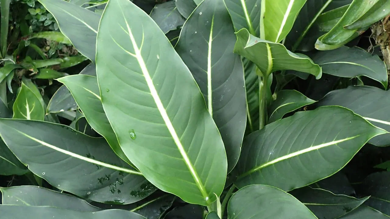 
డైఫెన్‌బాచియా (Dieffenbachia): ఈ మొక్క ఆకులను తినడం లేదా అవి నమలడం వల్ల నోరు, గొంతులో వాపు, తీవ్రమైన అసౌకర్యం కలగవచ్చు. అందుకే వీటిని ఇంట్లో పెంచుకునే ముందు జాగ్రత్తలు తీసుకోవాలి. 
