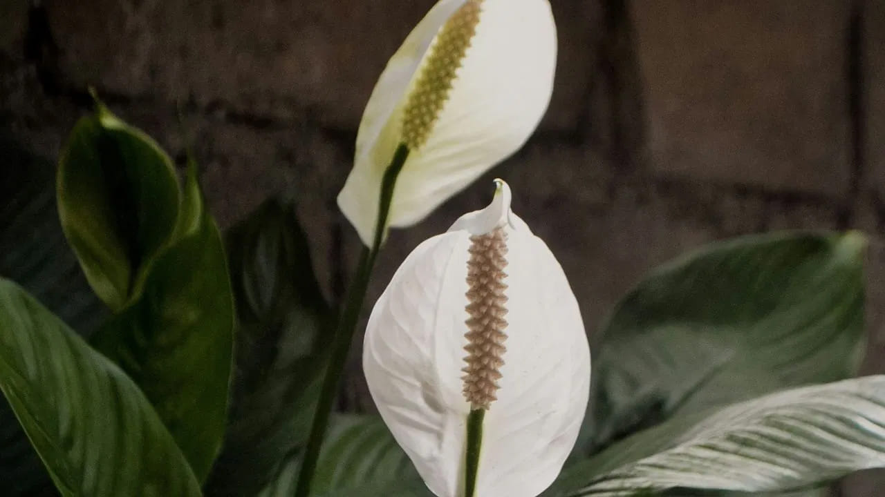 
బఠానీ లిల్లీస్ (Peace Lilies), అలోకాసియా (Alocasia): వీటిలోని కాల్షియం ఆక్సలేట్ స్ఫటికాలు అలెర్జీ, చర్మ వ్యాధులు,  సమస్యలకు కారణమవుతాయి.
