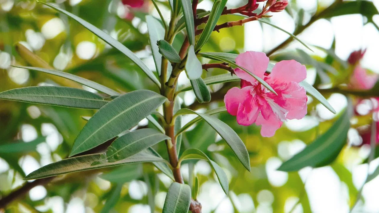 అరాలి (Aralia): దీని విషపూరితం హృదయ స్పందన రేటును ప్రభావితం చేసే సామర్థ్యం కలిగి ఉంటుంది. కాబట్టి ఇంట్లో పెంచకోకుంటేనే మంచిది.  