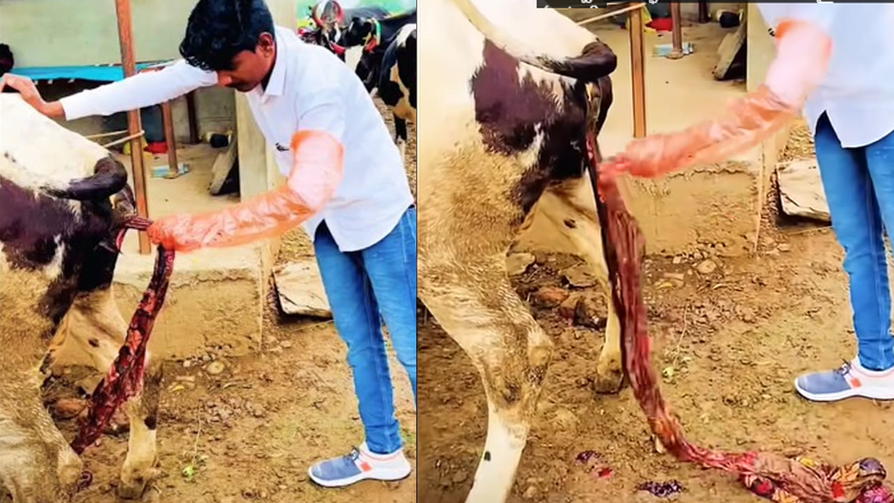 Cattle: ఆవు కడుపు నుంచి ప్లాస్టిక్ తీస్తున్నారు అనుకునేరు.. అసలు విషయం వేరే...
