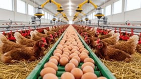 గుడ్లు, చికెన్ అమ్మకాలపై నిషేధం.. ఎక్కడంటే..!