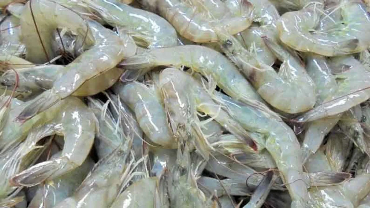Prawns: మళ్లీ మీసం మెలేస్తున్న గోదావరి రొయ్య.. మోదీ సర్కార్‌ డీల్‌తో ఆక్వా ఎగుమతులకు రెక్కలు..