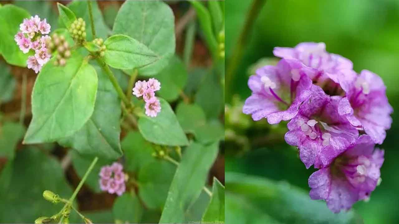 ఆకులతో కషాయం చేసి తాగుతారు. ఈ కషాయంలో కొద్దిగా అల్లం రసం కలిపి తాగితే నెలరోజుల్లో శరీరం ఉబ్బు తగ్గుతుంది. ఈ ఆకు వండుకుని తింటూ ఉంటే రక్తం శుభ్రపడి వృద్ధి చెందుతుంది.
గలిజేరు మొక్కను నూరి రసం తీసి దానికి సమానంగా నువ్వులనూనెని కలిపి నూనె మిగిలేదాకా సన్నటి సెగన కాచి,  నొప్పులున్న చోట మర్దనా చేస్తే త్వరగా తగ్గుతాయి. నడకరాని పిల్లలకు ఇదే తైలంతో మర్దన చేసి తర్వాత స్నానం చేయిస్తే నడక వస్తుందని మూలికా వైద్యులు చెబుతారు.