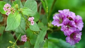 పిచ్చి మొక్క అనుకుంటే పొరపాటే.. 350కి కిడ్నీల సమస్యలకు సంజీవని..!