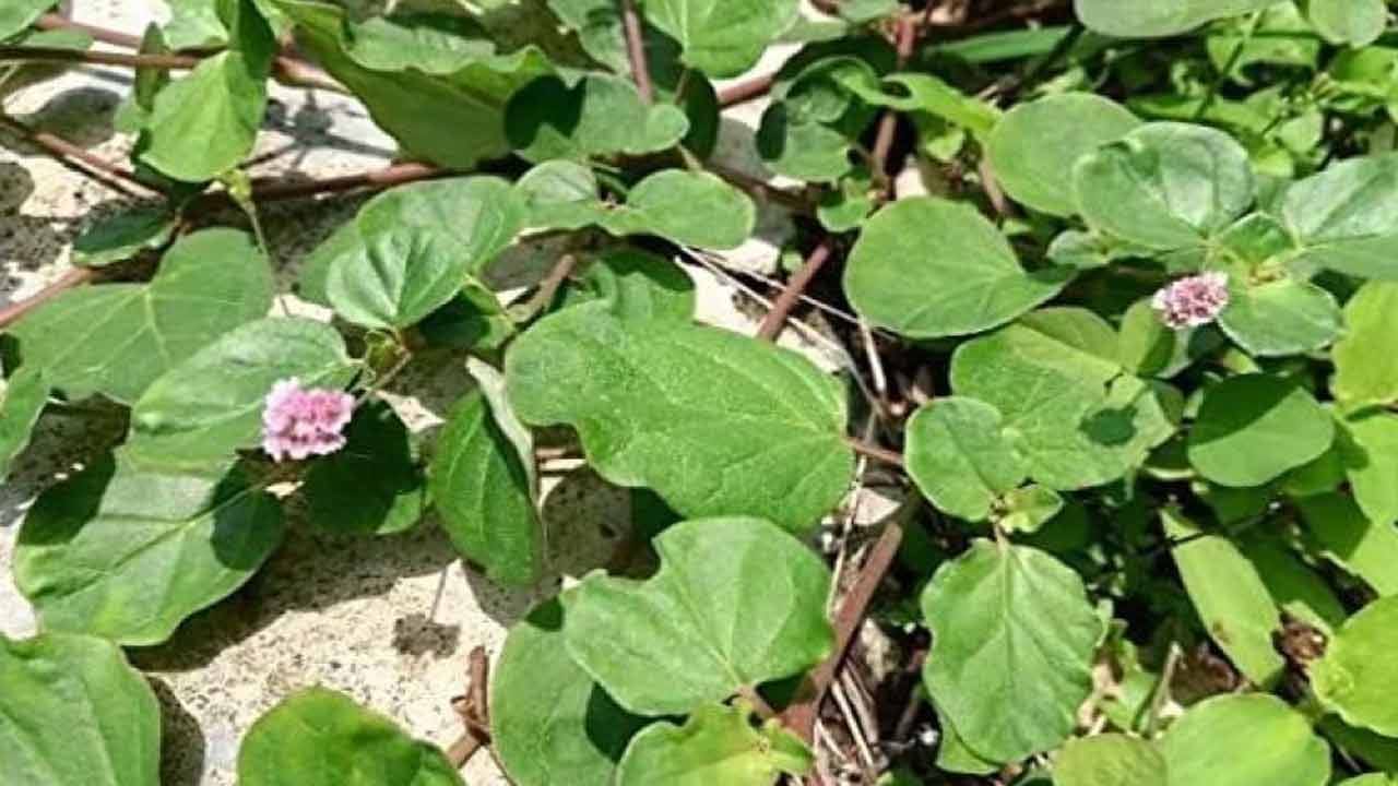 గలిజేరు రెండు రకాలుగా ఉంటుంది. తెల్లటిపూలు ఉంటే తెల్ల గలిజేరనీ, ఎర్రపూలు ఉంటే ఎర్ర గలిజేరు అంటారు.  ఔషధ గుణాలు ఒకటేలా ఉన్నా తెల్ల గలిజేరు ఉత్తమమని అంటారు.  పునర్నవలో ఆకు, కాండం, వేరు... ఇలా ప్రతీదీ పనికి వస్తుంది. ఈ ఆకులను రెగ్యులర్‌గా తీసుకోవడం వల్ల రేచీకటి, మూత్రనాళ దోషాలు, కఫ సమస్య, లివర్‌ వాపు, అధిక బరువు, కామెర్లు, మధుమేహం, వరిబీజం, యూరియా లెవల్స్‌ సరిచేయటానికి ఉపయోగపడుతుంది. గలిజేరు వల్ల కలిగే ఆరోగ్య ప్రయోజనాలు..