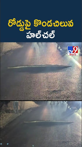 వామ్మో.. నడిరోడ్డుపై కొండచిలువ హల్‌చల్‌..ఇదిగో వీడియో