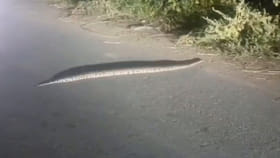 వాహనాల హెడ్‌లైట్లు పడడంతో మెరుస్తూ కనిపించింది..