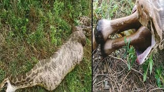 Viral Video: ఓవైపు 30 హైనాలు.. మరోవైపు సింగిల్‌గా జంగిల్ కింగ్.. చివరకి ఏమైందంటే..?