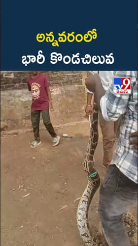 వామ్మో.. భారీ కొండచిలువ.. రిస్క్యూ చేసిన స్నేక్ క్యాచర్