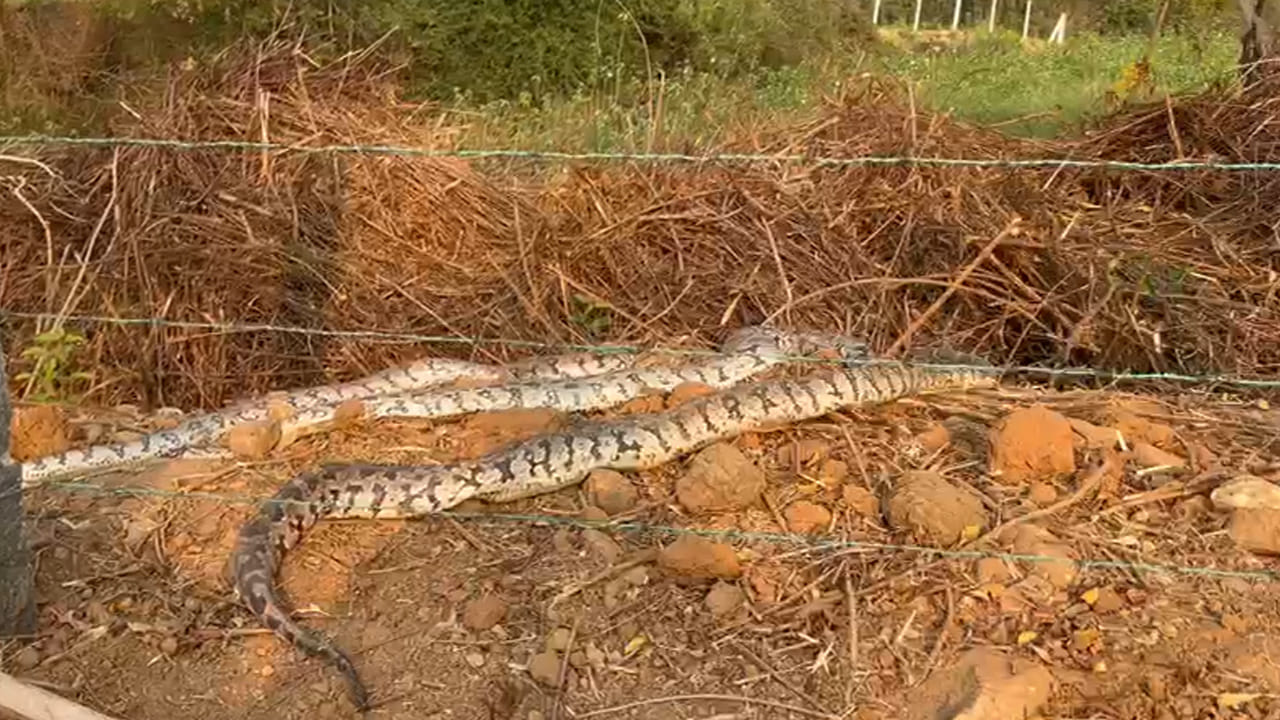 వామ్మో.. గుండెలు పగిలే దృశ్యం.. ఒక్కచోటనే తిష్టవేసిన మూడు కొండచిలువలు..