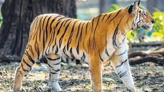 Cow care: పాడి రైతు.. ఈ ఆవు కాలిపై బాటిల్ ఎందుకు కట్టాడో తెలుసా?