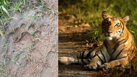 ఇల్లంతకుంటలో పెద్దపులి దాడి…నాలుగు ఆవులు మృతి..గ్రామంలో భయాందోళన