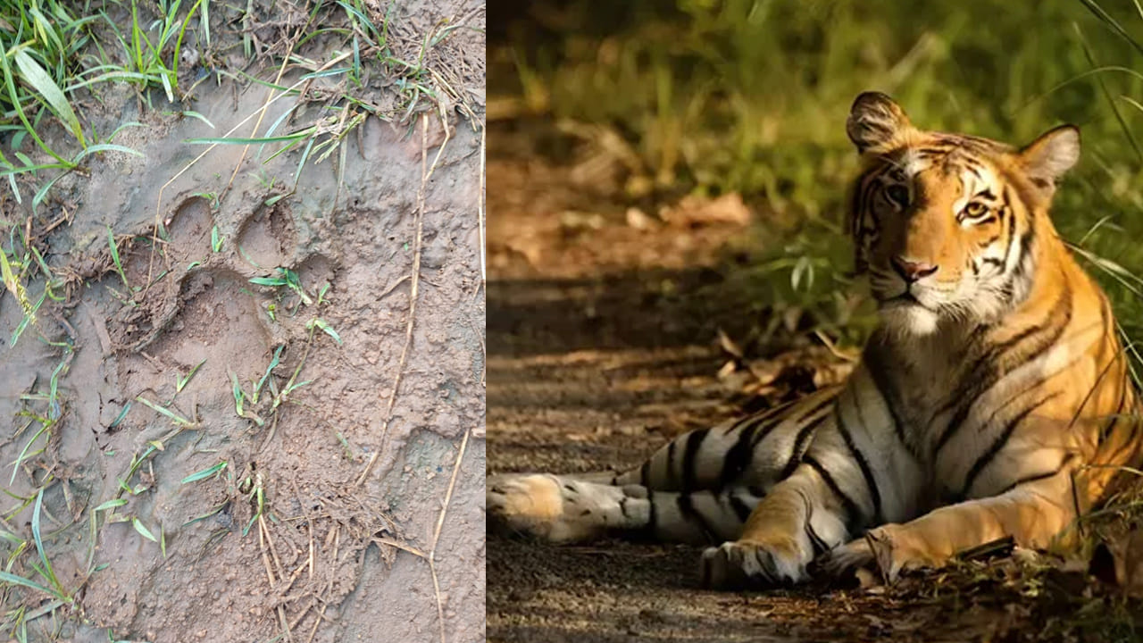 ఇల్లంతకుంటలో పెద్దపులి దాడి…నాలుగు ఆవులు మృతి... గ్రామంలో భయాందోళనలు...