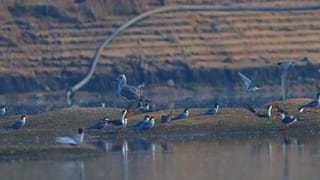 Toothbrush: మీరు వాడే టూత్ బ్రష్‌ ఎన్ని రోజులకు మార్చుతున్నారు? లైట్‌ తీసుకున్నారో బండి షెడ్డుకే..