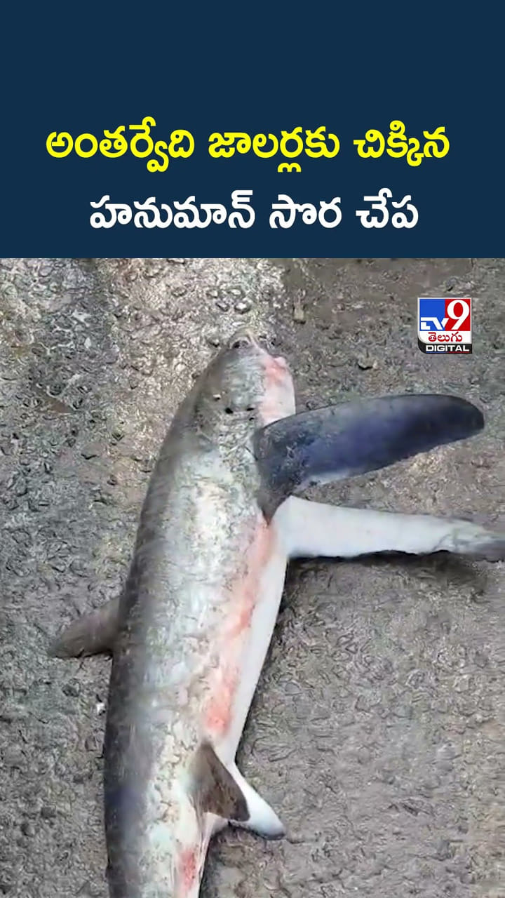 అరుదైన హనుమాన్ సొరచేప.. మీరెప్పుడైనా చూశారా?