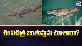 వ్యాయాయాలు చేసినట్టు ఊహించుకున్నా సేమ్ బెనిఫిట్స్