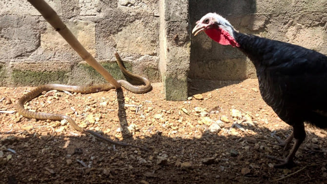 జెర్రిపోతు ఎదురైతే టర్కీ కోడి రియాక్షన్ చూశారా..?