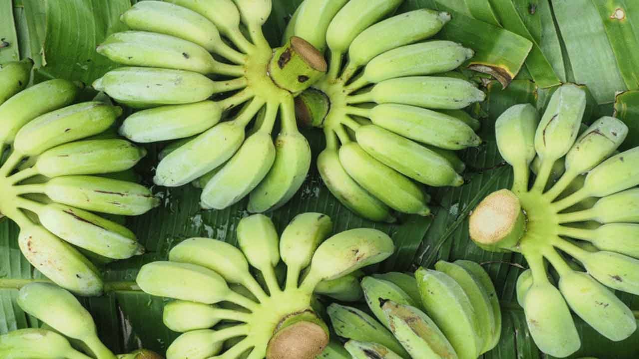 కొందరికి విరేచనాలు ఎక్కువగా వస్తాయి. ఈ కాలంలో పచ్చి అరటికాయలు తినడం చాలా ప్రయోజనకరంగా ఉంటుంది, ఎందుకంటే వాటిలోని పోషకాలు ఈ సమస్య నుండి ఉపశమనం పొందడంలో సహాయపడతాయి. ఇంకా, వాంతులు, అలసట, వికారం, తలనొప్పిని తగ్గించడంలో ఇది చాలా ప్రభావవంతంగా పరిగణించబడుతుంది.