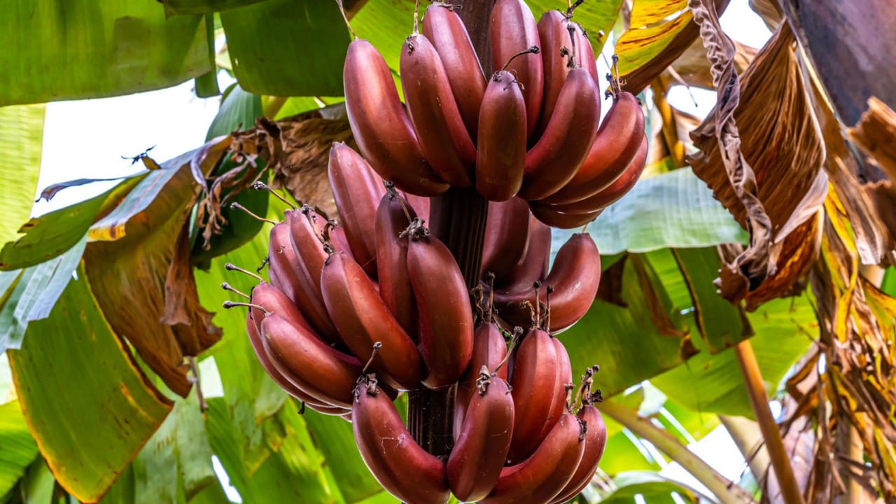 Red Banana: కమలాపూర్ ఎర్ర అరటి వల్ల ఎన్ని లాభాలో తెలుసా … ?