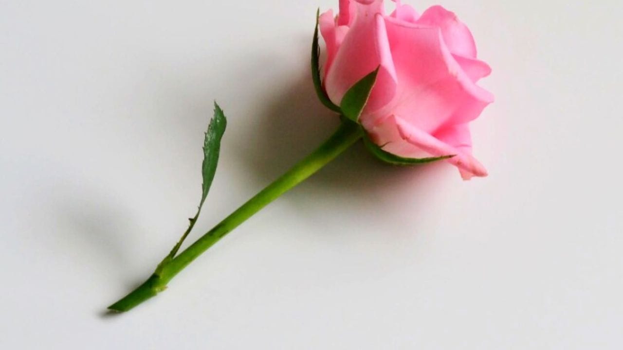 ప్రస్తుత వాలైంటెన్స్ వీక్‌లో అనేది ఫిబ్రవరి 7ను రోజ్ డేతో మొదలవుతుంది. ఆ రోజు చాలా మంది రోజెస్‌ను కొనుగోలు చేసి.. తమ ఇష్టమైన, స్నేహితులు, లేదా ప్రేమికులుకు ఇచ్చి తమ ఇష్టాన్ని వ్యక్త పరుస్తారు. దీనిలో పాటు ఫిబ్రవరి 14 రోజున కూడా చాలా మంది ఎర్రగులాబీలతో తాము ప్రేమించిన వారికి తమ ప్రేమను వ్యక్తపరుస్తారు( Note: పైన పేర్కొన్న అంశాలు కేవలం ఇంటర్నెట్, నివేదికల ఆధారంగా మాత్రమే అందించబడినవి.. వీటిని టీవీ9 ధృవీకరించట్లేదు)