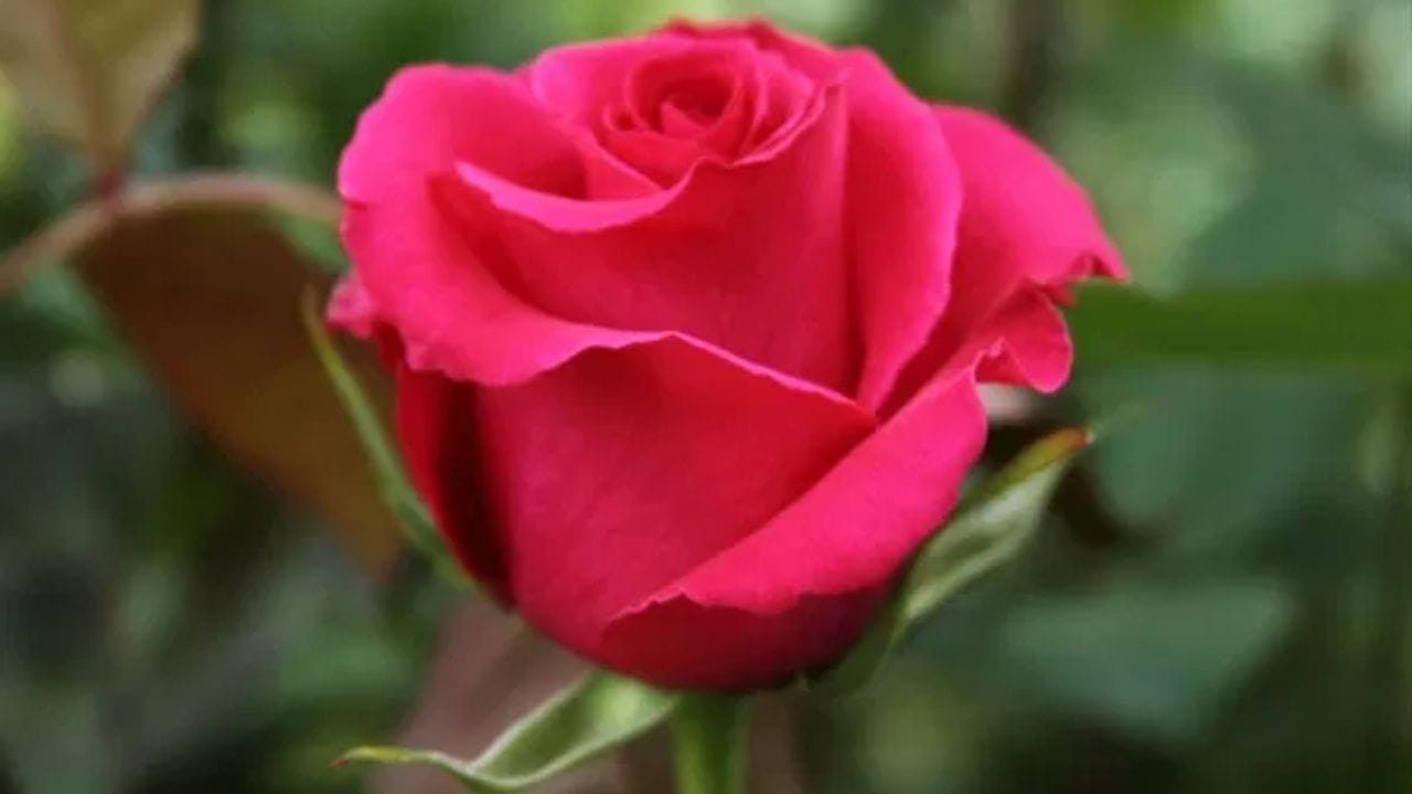 పురాతన మిథాలజీ: గ్రీక్ పురానాల ప్రకారం..అఫ్రోడైట్ అనే  ప్రేమ దేవత తన ప్రియుడైన అడోనిస్ తీవ్రంగా గాయపడి చనిపోయిన తర్వాత, ఆమె కన్నీళ్లు , రక్తం కలిసి ఎర్ర గులాబీలుగా మారాయనేది ప్రచారంలో ఉన్న కథ. అందుకే గులాబీని ప్రేమతో పాటు బాధకు కూడా చిహ్నంగా చూస్తారు. 