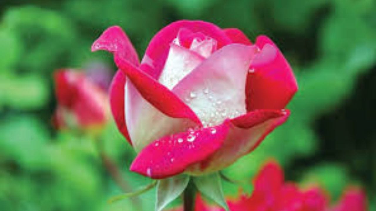 ఫిబ్రవరిలో వచ్చే వాలంటైన్స్ వీక్‌లో రోజ్‌డేను కూడా ప్రత్యేకంగా జరుపుకుంటారు. అయితే ఈ రోజ్ డే అనేది కేవలం ప్రేమికులకే పరిమితం కాదు.. ఈ గులాబీని స్నేహితులు, కుటుంబ సభ్యులకు కూడా ఇస్తారు. ప్రతి ఒక్కరూ ఇతరుల పట్ల తమ ప్రేమ, గౌరవం, ఆప్యాయతను వ్యక్తపరచడానికి ఎర్ర గులాబీలను ఇస్తారు. అలానే మీరు మీ ప్రియమైనవారికి కూడా గులాబీలను ఇచ్చి మీ ప్రేమ, ఆప్యాయతను వ్యక్తపరవచ్చు.  