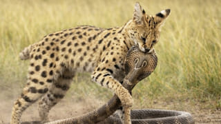 Telangana: ఈసీ కీలక నిర్ణయం.. రాష్ట్రంలోని ఆ వార్డుకు ఎన్నిక రద్దు.. ఎందుకంటే?