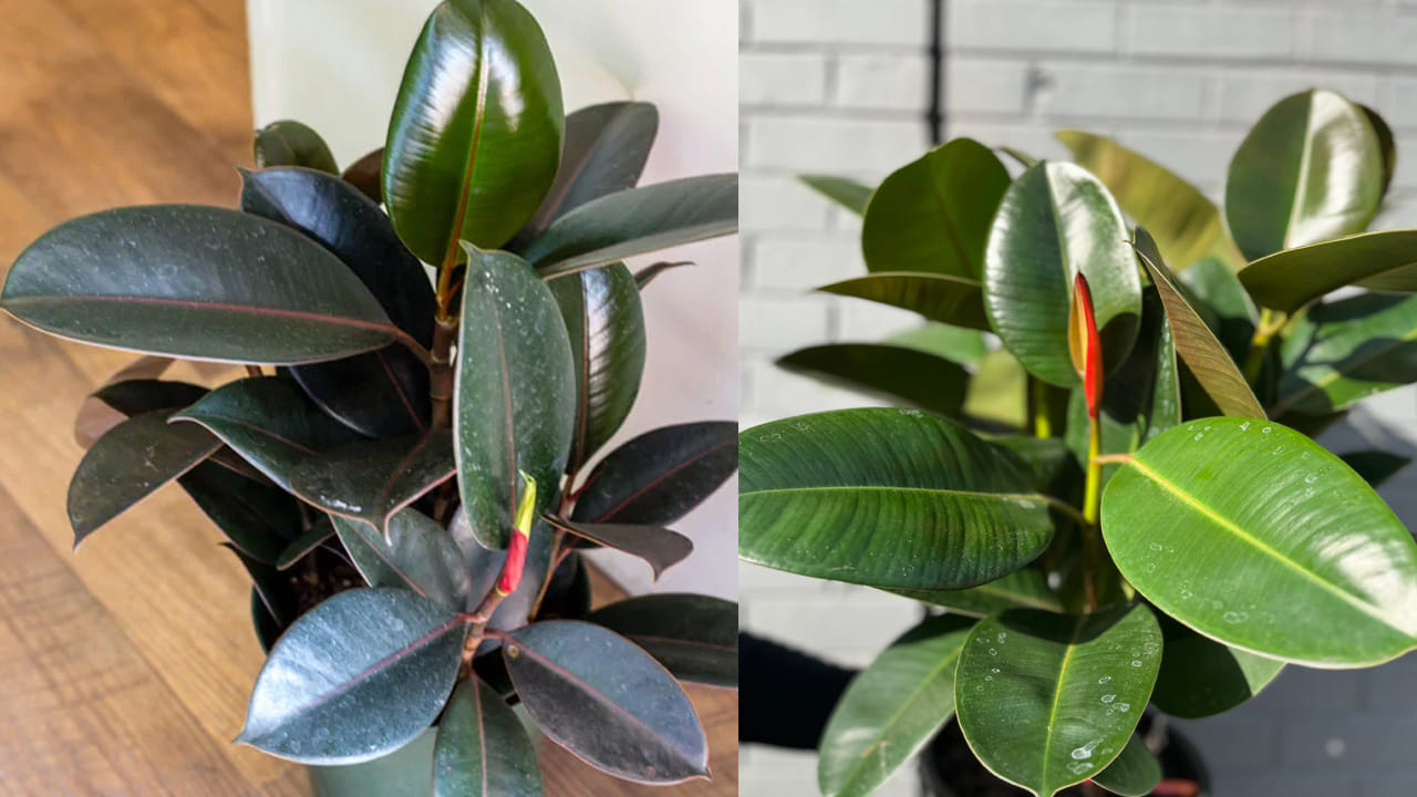 ఇంటి బయట నాటుకునే మొక్కలు చాలా ఉన్నాయి. అలాగే, ఇంటి లోపల పెంచుకునే మొక్కలు కూడా చాలానే ఉన్నాయి. కానీ, రబ్బరు మొక్కను ఎక్కడ నాటాలో మీకు తెలుసా..? ఇంటి లోపల లేదా ఆరుబయటా..? అనేది తప్పక తెలుసుకోవాలి. ఎందుకంటే.. ఈ మొక్కకు వాస్తు శాస్త్రంలో ప్రత్యేక ప్రాముఖ్యత ఉంది. ఇంట్లో ఆనందం, శ్రేయస్సు, సంపద, విజయాలు ఈ మొక్కతో ముడిపడి ఉన్నాయి. రబ్బరు మొక్కను ఎక్కడ నాటాలో తప్పక తెలుసుకోండి..