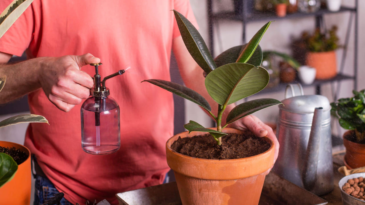 నిజానికి, మీరు రబ్బరు మొక్కను ఇంటి బయట, లోపల పెంచవచ్చు. కానీ, సాధారణ పరిస్థితులకు భిన్నంగా వాతావరణం ఉన్న చోట రబ్బరు మొక్కను నాటడం మంచిది. 