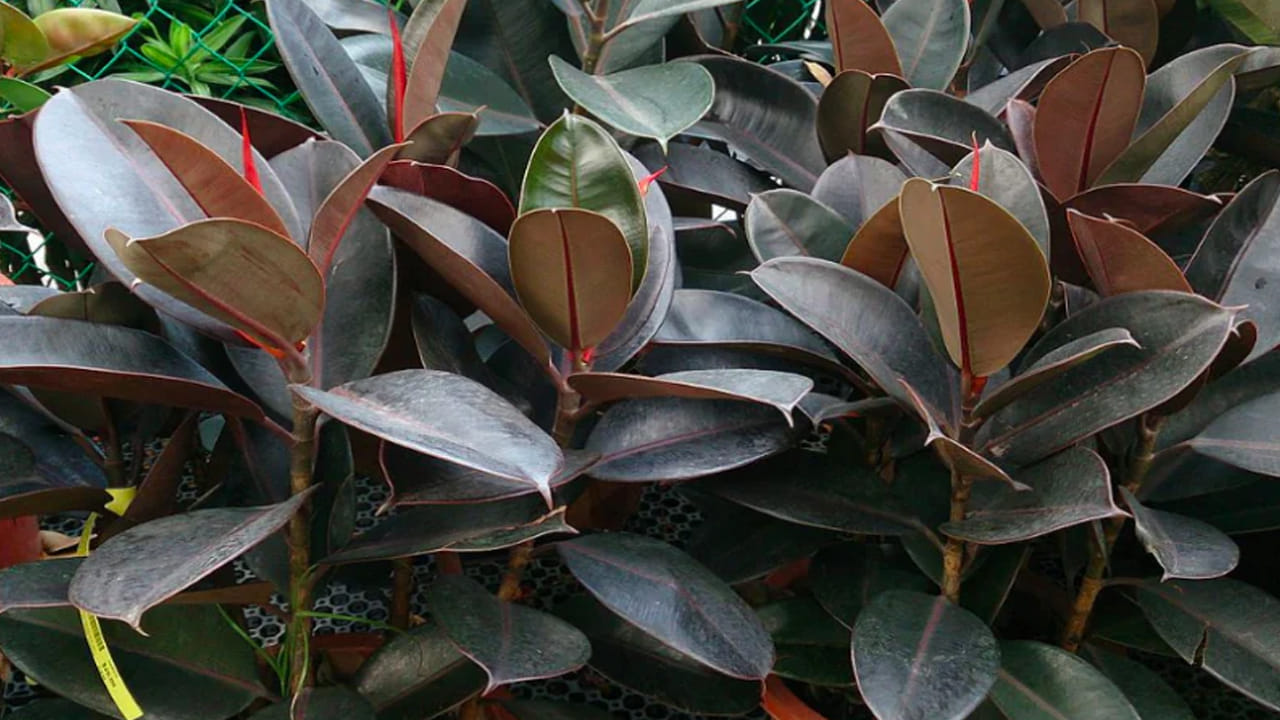 ఈ మొక్కను అధిక ఉష్ణోగ్రత, వేడి తగలకుండా ఆకులు పసుపు రంగులోకి మారకుండా రక్షించగల ప్రదేశంలో నాటాలి. రబ్బరు మొక్క బాగా పెరగాలంటే, మొక్కపై ఎటువంటి ఒత్తిడి లేకుండా ఇంటి లోపల పెంచుకోవాలి. 