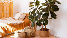 సిరిసంపదల కోసం పెంచే మొక్క...ఈ జాగ్రత్తలు తప్పనిసరి!