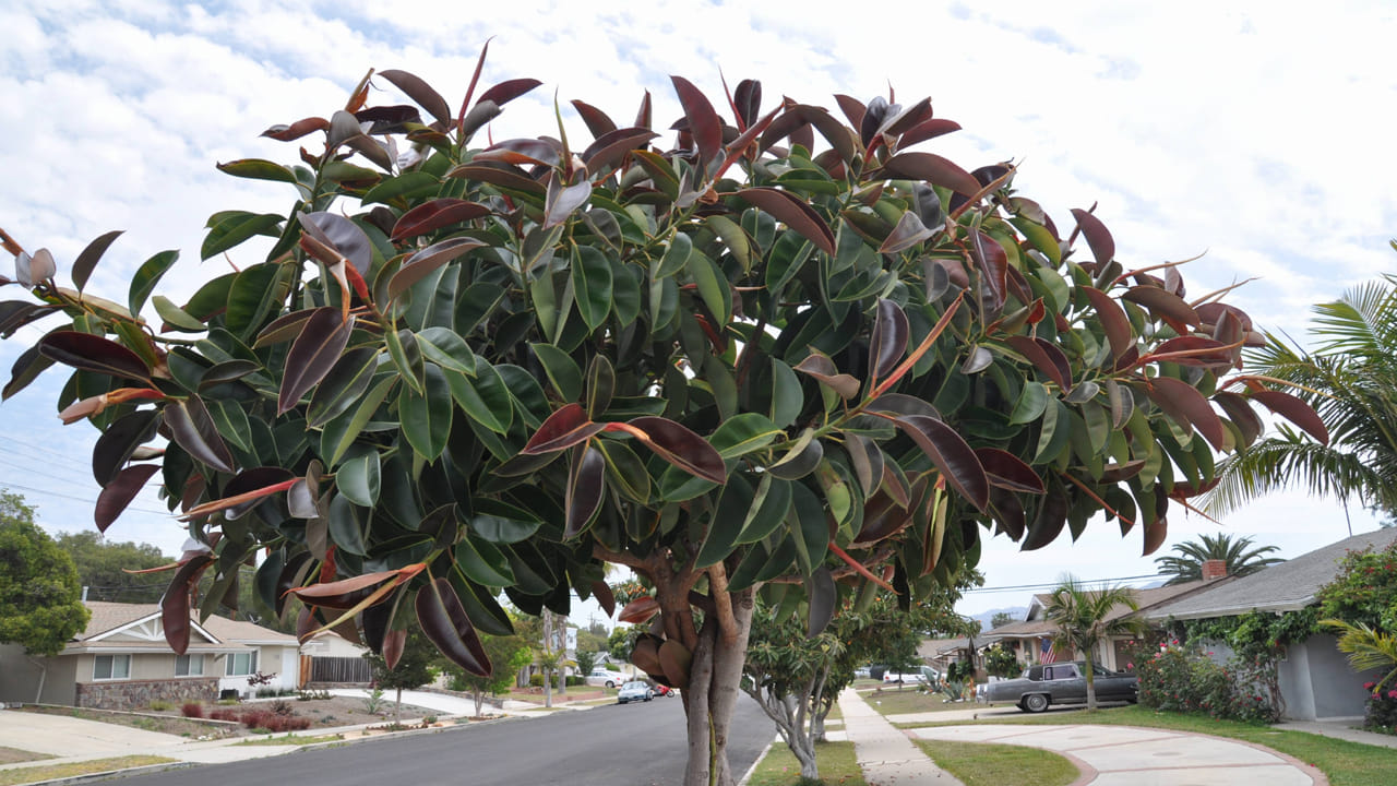 ఈ మొక్కను ఇంటి లోపల పెంచడం వల్ల అది త్వరగా చెడిపోదు.  బయట మారుతున్న వాతావరణం ప్రభావం కూడా దానిపై తక్కువగా ఉంటుంది. ఈ మొక్కను ఇంటి బయట నాటడం ద్వారా, దాని పెరుగుదలకు అవసరమైన ప్రత్యక్ష సూర్యకాంతి దానికి లభిస్తుంది. పొలాల్లో లేదా బహిరంగ ప్రదేశాల్లో రబ్బరు మొక్కలను నాటడం వల్ల అవి బాగా పెరుగుతాయి.