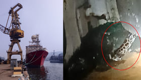 అమ్మో ఆ నౌకలో నాగులు...