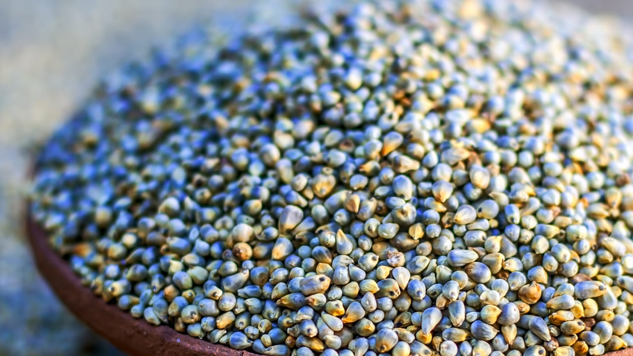 కావాల్సిన పదార్థాలు : సజ్జలు అర కిలో, బెల్లం 500 గ్రాములు, నెయ్యి 10 టీస్పూన్స్, తెల్ల నువ్వులు, వేరుశనగలు 100 గ్రాములు, బాదం 75 గ్రాములు, ఎండు ద్రాక్ష 25 గ్రాములు, ఏలకుల పొడి వన్ టీ స్పూన్, శొంఠి పొడి పావు టీస్పూన్, ఉప్పు చిటికెడు.