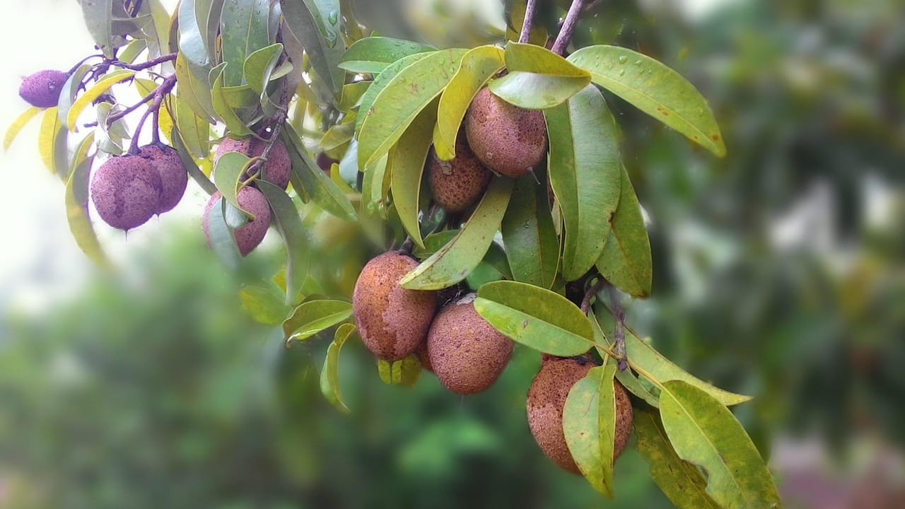
ఇంకా స‌పోటాలో పొటాషియం, మెగ్నీషియం వంటి విలువైన పోష‌కాలు ఉన్నాయి. ఇవి ర‌క్త‌ప్ర‌స‌ర‌ణ‌ను కూడా మెరుగుపరుస్తాయి. అంతేకాదు, గుండె పోటును రాకుండా చేసి దానిని మెరుగుప‌ర‌చ‌డంలో ఇది మ‌న‌కు ఎంతగానో సహాయపడుతుంది.