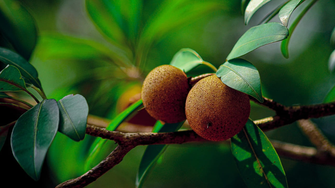 స‌పోటా పండ్ల‌ను తీసుకోవ‌డం వ‌ల్ల శ‌రీరంలో ఇమ్యూనిటీ శ‌క్తి పెరుగుతుంది. దీనిలో ఉండే విట‌మిన్ సి, యాంటీ ఆక్సిడెంట్లు రోగనిరోధక శ‌క్తిని పెంచుతుంది. నీరసం, అల‌స‌ట‌ సమస్యను త‌గ్గించి శ‌క్తిని ఇస్తుంది. (NOTE: ఇందులోని అంశాలు కేవలం అవగాహన కోసం మాత్రమే. నిపుణులు అందించిన సమాచారం ప్రకారం ఇక్కడ తెలియజేయడమైనది. ఆరోగ్యరీత్యా ఎలాంటి సమస్యలు ఉన్నానేరుగా వైద్య నిపుణులను సంప్రదించడం మంచిది)

