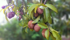 ఆరోగ్యానికి అమృతం లాంటి పండు.. ఈ ఫలం తినకపోతే చాలా నష్టపోతారు!