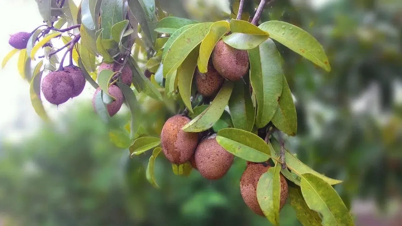 కంటి ఆరోగ్యం: కంటి సమస్యలతో బాధ పడేవారు సపోటాను తింటే చాలా మంచిది. ఎందుకంటే దీనిలో  విటమిన్ 'A' ఉంటుంది. 
