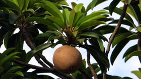 ఆ సమస్యలతో బాధ పడేవారికీ సపోటా అమృతం లాంటిదని తెలుసా?