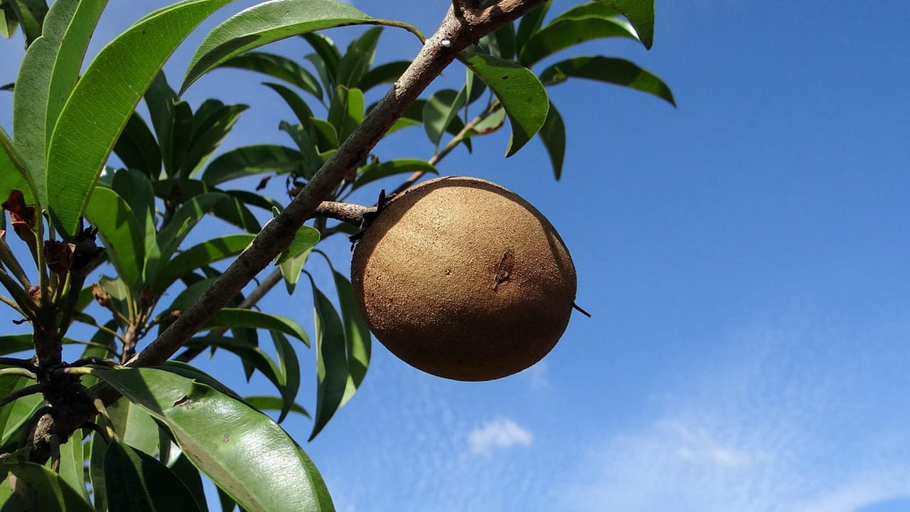 స‌పోటా పండులో పోష‌కాలు మెండుగా ఉంటాయి. వీటిని మనం రోజూ తీసుకోవ‌డం వ‌ల్ల అనేక రకాల అనారోగ్య సమస్యల సులభంగా బయట పడొచ్చు. 
