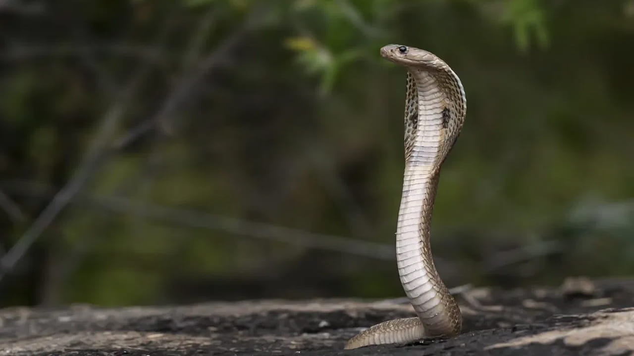 తులసిలోని ఔషధ గుణాలు, వాసన కీటకాలను, పాములను రాకుండా చూస్తాయి. లెమన్ గ్రాస్ లో ఉండే సిట్రస్ వాసన పాములకు అస్సలు ఇష్టం ఉండదు.
