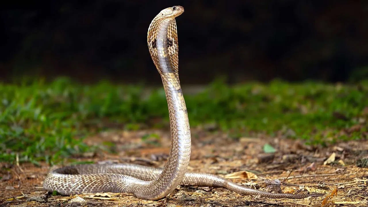 పాములను దూరంగా ఉంచడానికి కేవలం సర్పగంధ మాత్రమే కాకుండా మన ఇంట్లో పెంచుకోదగ్గ మరికొన్ని మొక్కలు కూడా ఉన్నాయి. బంతి పువ్వు వాసన సరీసృపాలకు చికాకు కలిగిస్తుంది.