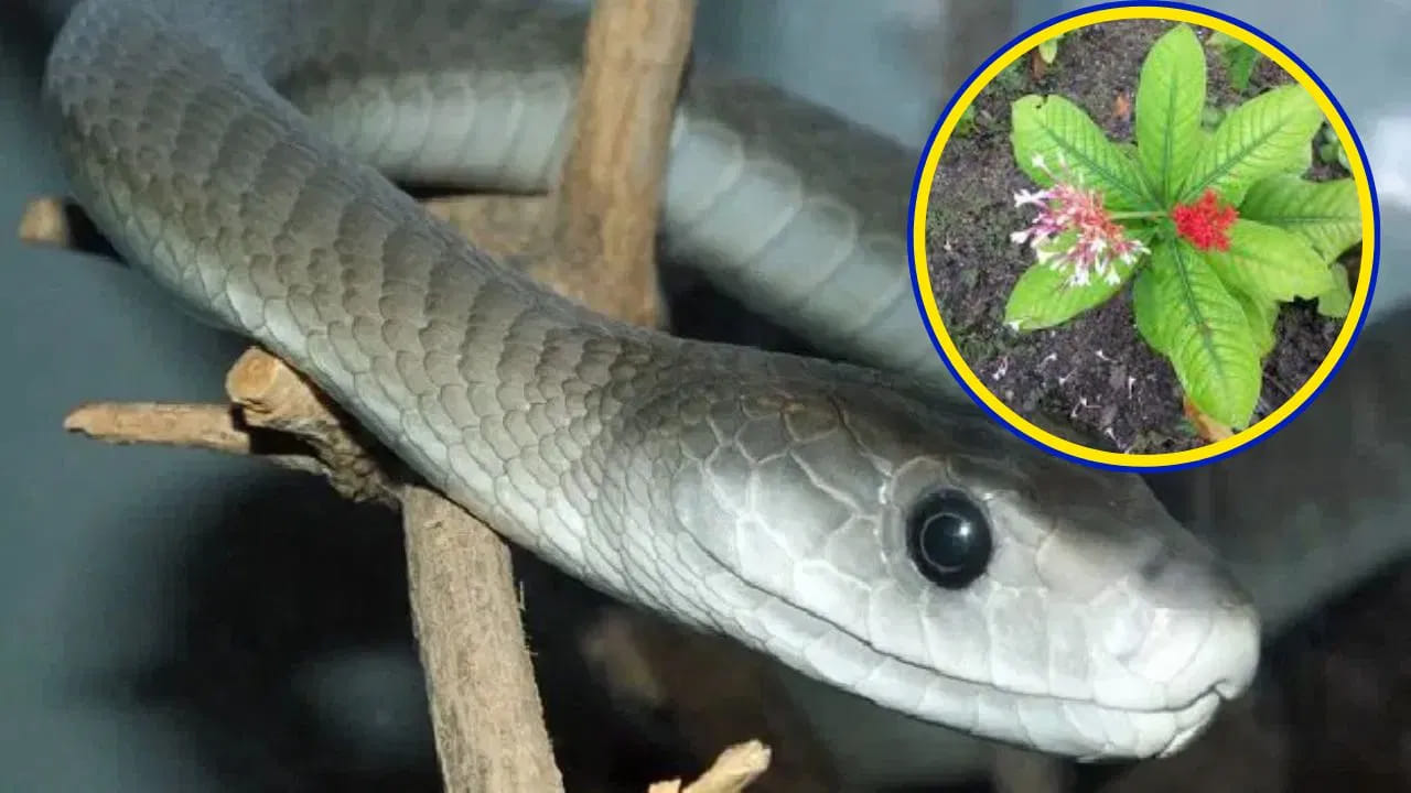 కేవలం మొక్కే కాదు.. దాని వేర్లు, విత్తనాలు కూడా అద్భుతంగా పనిచేస్తాయి. ఇంటి కిటికీలు లేదా తలుపుల దగ్గర ఈ మొక్క వేర్లను కట్టడం వల్ల, వాటి నుండి వచ్చే బలమైన వాసనకు పాములు లోపలికి రాకుండా నిరోధించవచ్చు.
