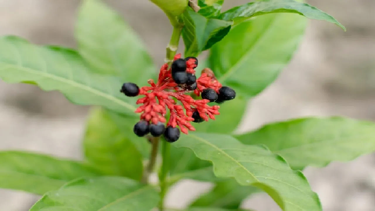 పాముల బెడద నుండి తప్పించుకోవడానికి తోటలో లేదా ఇంటి గుమ్మం దగ్గర సర్పగంధ మొక్కను నాటడం చాలా మంచిది. ఈ మొక్కలో అపారమైన ఔషధ గుణాలు ఉన్నాయి. ఇది మిరియాలు, పచ్చి మిరపకాయల వంటి అత్యంత ఘాటైన వాసనను వెదజల్లుతుంది. ఈ వాసన పాములకు అస్సలు పడదు. కేవలం పాములే కాదు, ఇతర సరీసృపాలు కూడా ఈ మొక్క ఉన్న ప్రాంతానికి రావడానికి ఇష్టపడవు.
