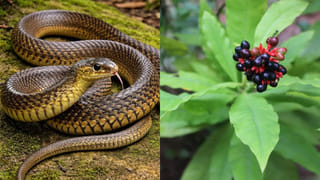 ముఖం వెలిగిపోవాలా? ఆపిల్‌తో ఈ సింపుల్ టిప్ ట్రై చేయండి.. ఫలితం గ్యారెంటీ!