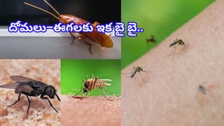చేతి వేళ్లను చూసి మీ తెలివితేటలు చెప్పొచ్చు.. శాస్త్రవేత్తల పరిశోధనలో షాకింగ్ రహస్యాలు..