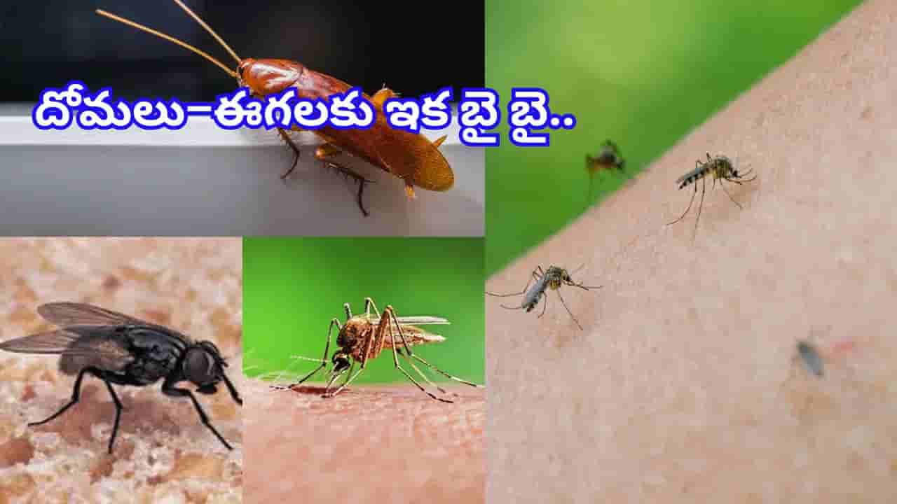 ఇంట్లో ఈగలు, దోమలు ఎక్కువయ్యాయా? వెంటనే ఇలా చేయండి.. ప్రతి ఇంటికి ఉపయోగపడే చిట్కాలు!