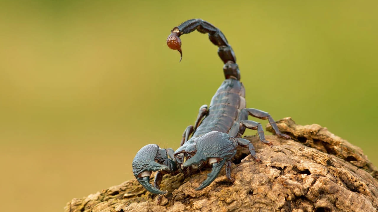 తేలును చూడగానే చాలా మంది భయపడతారు. ఎందుకంటే ఒకసారి తేలు కుట్టిన తర్వాత దాని విషం చాలా ఇబ్బందులను కలిగిస్తుంది. ఇది శరీరంలో మంటను కలిగిస్తుంది. అందుకే తేలు కుట్టిన తర్వాత వీలైనంత త్వరగా ఆసుపత్రికి వెళ్లాలని సలహా ఇస్తారు. అయితే తేలు గురించి చాలా అపోహలు ఉన్నాయి.